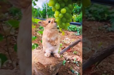 cute baby rabbit #shortvideo