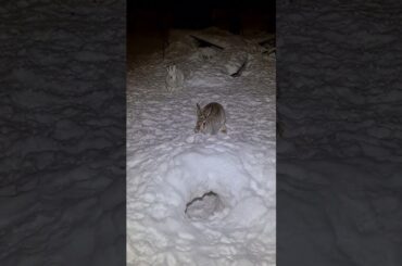 Lets play #snow #cute #bunny #play