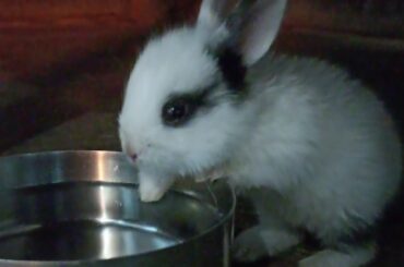 funny bunny||cute rabbit#short#happy ki duniya