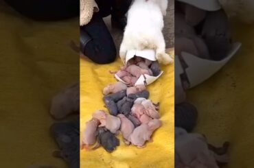 Animals - Newborn Baby Rabbits Growth Transformation