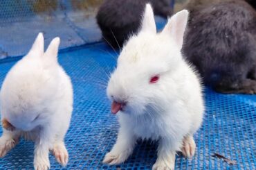 The Baby rabbit cleaning his face