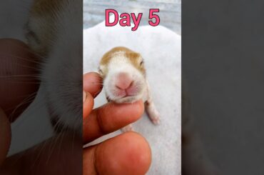 Newborn Baby Rabbit 1 To 10 Days #shorts