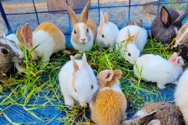 Relaxing Sounds - Cute Baby BUNNY Rabbits Happy