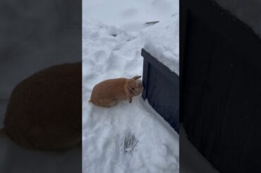 Cute bunny playing in the snow