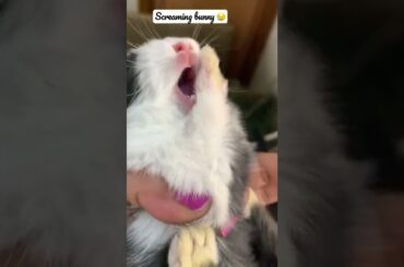Why is my baby rabbit screaming?#baby#rabbit#bunny#beautifulbunny#2022#screaming