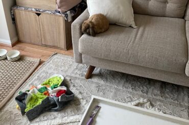 Bunter’s Snuffle Mat (Cute Rabbit Eating Before Bed)