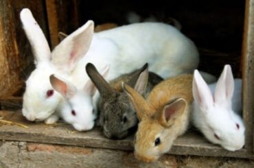 Cute Baby Rabbits Playing Feeding Activities|bunny rabbit (baby rabbits)| Rk Funny video