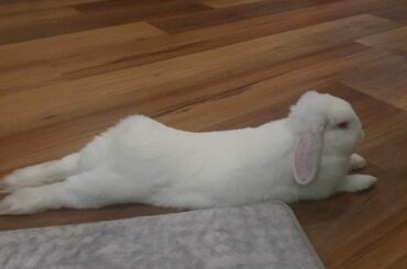 The chillest hop noodle that ever noodled.