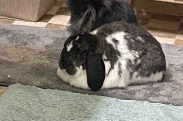 Square loaf. Ciabatta?