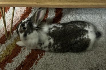 Help! I think somebun stole Milo’s legs