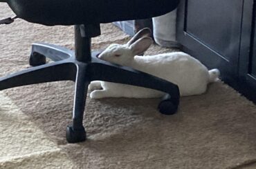 Pooh is truly buncomfortable