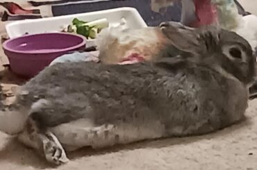 Gary and his Hot stuff bunny pose