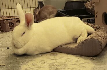 How Barleywine Lives His Life