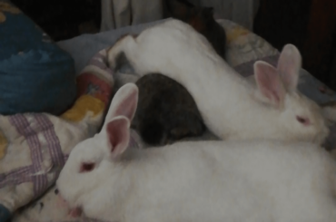 A criss cross of nonsense