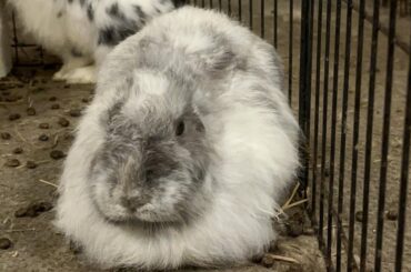 Our loaf love couple