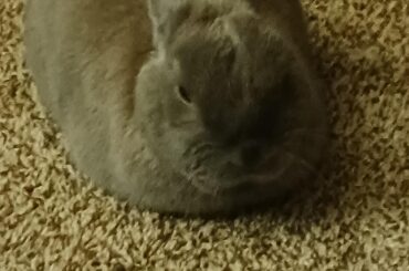 Bun Loaf