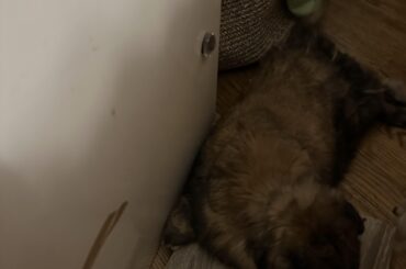 Mopsy baby just chillin