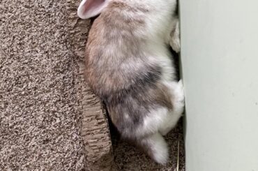 cobbler everyday of her life: 💤💤💤