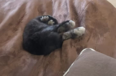 Since you guys liked the first one… Here is one I got a week or two ago…