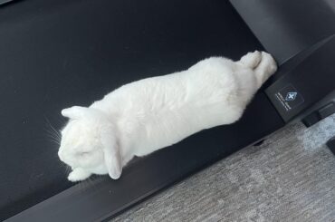 Treadmill noodle. Looks so comfortable 😂