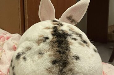 steamin’ new year dumpling!!!