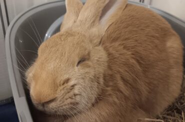The loafiest loaf you've ever loafed