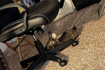 Chairs are bunny approved
