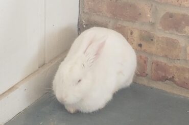 Jervis's First Loaf Home