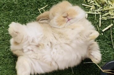 Best comfy sleep position