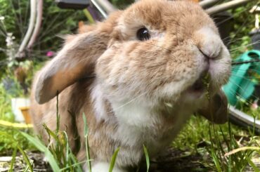 Introducing Grandpaw - 12 years old