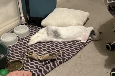 An other hop noodle in his natural habitat