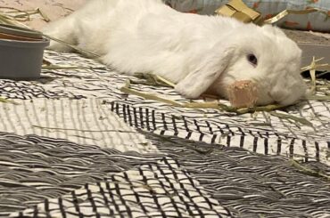 Just discovered this sub.. my two holland lops turn into rugs daily..