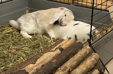 Heidi wouldn’t dare to move away while Vinzent is cosying up on her. The ability to breathe is a small sacrifice for her.