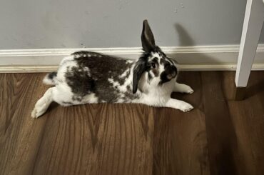 Can I help you hoom?