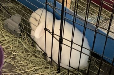 This is where the premium hay is, trust me