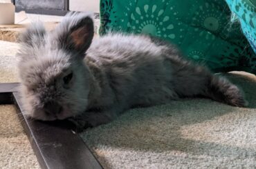 Wood you like a pillow?