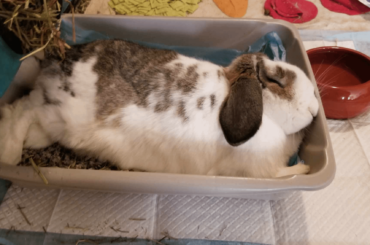 I promise, we buy them real beds, but...