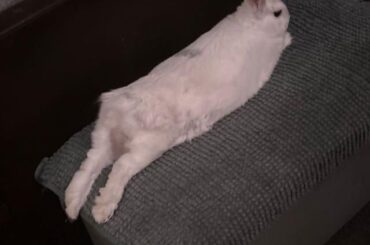 Bugsy the very long noodle