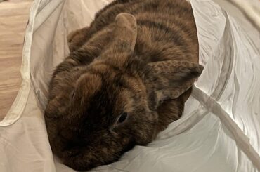 Bunny in a tunnel