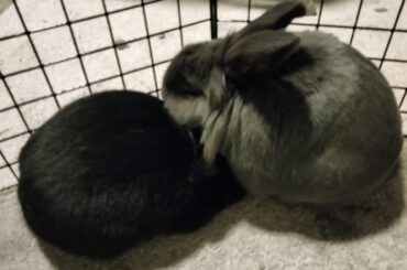 Pickles. Sweetie. Can you even breathe when you shove your entire upper body under your sister like that?