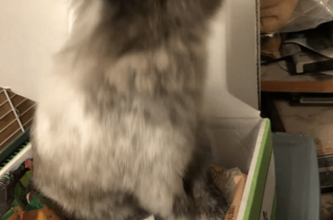 Bunny standing up in her treat box