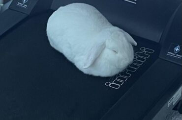 Our soft white loaf acting like a potato on the treadmill