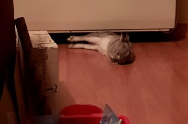 Free roam bun who has access to 3 whole floors: