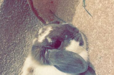 Sometimes she just loafs right next to me