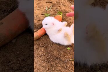 cute baby rabbit #rabbite #bunny #cutebaby #vs
