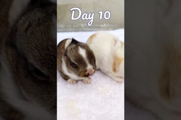 Rabbit Growth Newborn To 16 Days