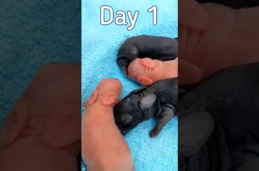 Rabbit Growth - Baby Rabbits Grow Up #shorts