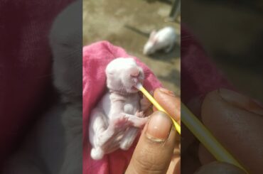 Baby Rabbit Newborn Hand feeding process| baby Rabbit khargosh ko kaise dudh pilie