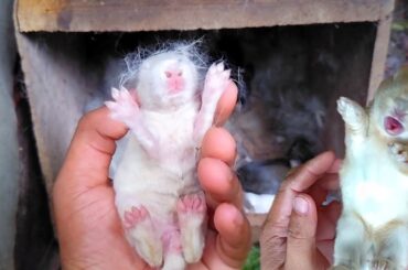 Rabbit Scream | Newborn baby rabbits sounds - Rabbit farming