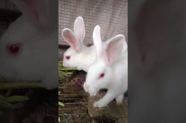 #youtubeshorts #rabbitrabbit #cutebunny #trending #viral #cute #bunny #youtube